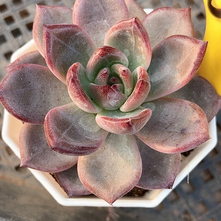 多肉植物夜魔侠6111