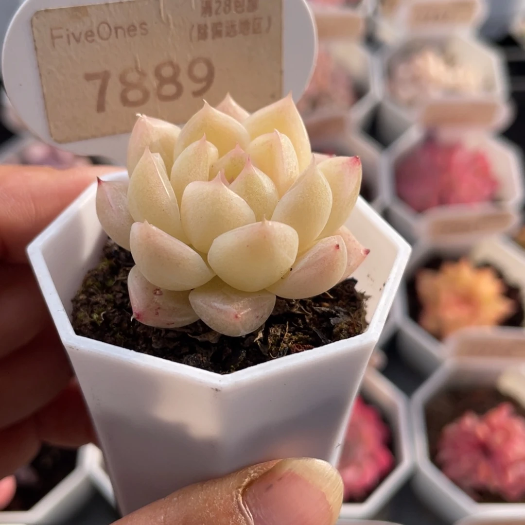 麦秆7889-3.5厘米