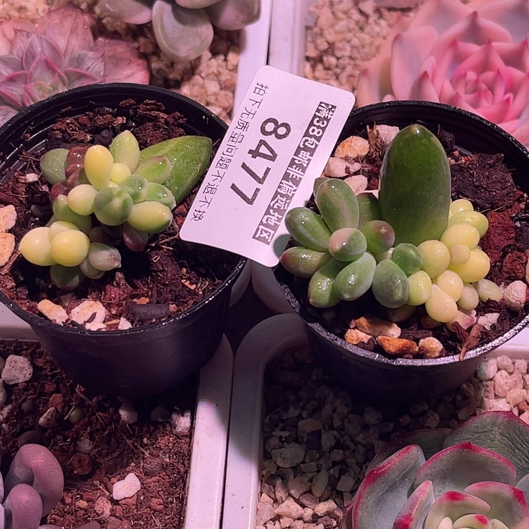 尚品园艺一组8477