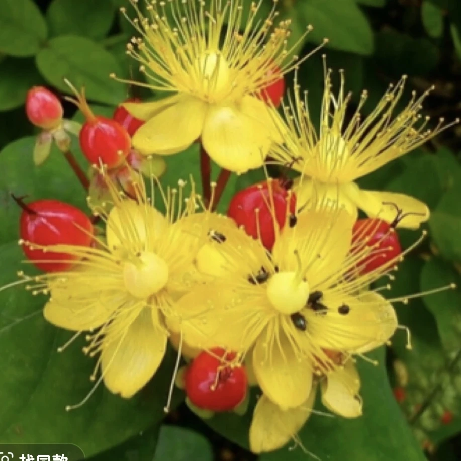 (火龙珠)相思豆花期长 耐高温暴晒常绿花灌木阳台庭院直立绿植