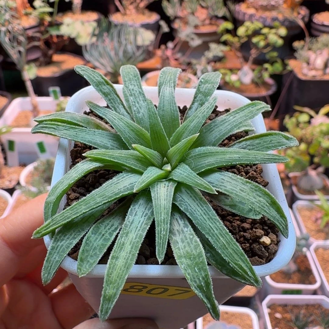 块根寿807 仙人球