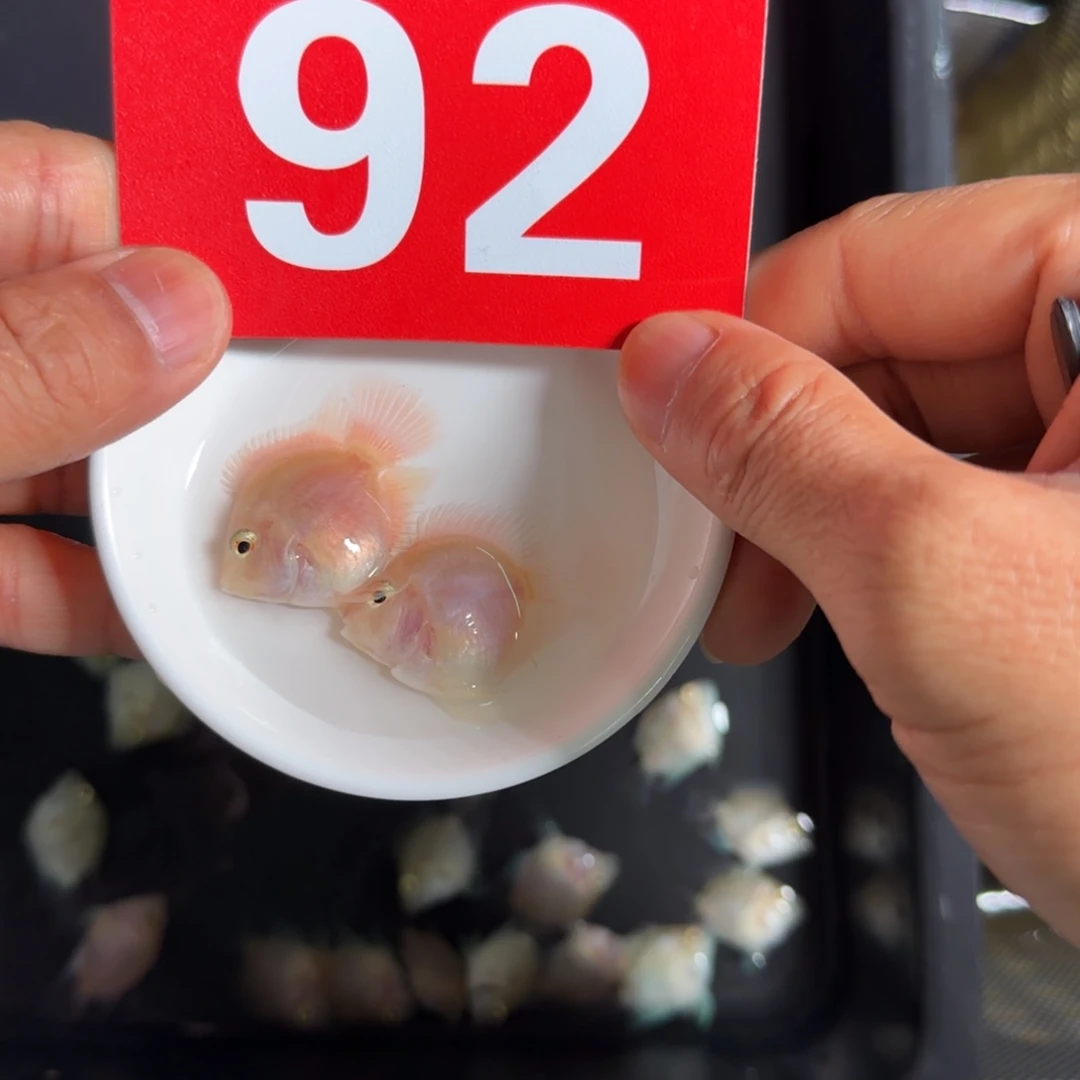 海水鱼迷你胭脂粉桃心公母