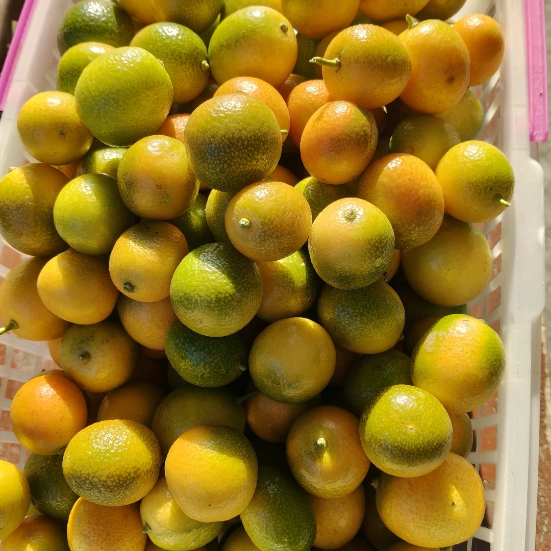 深山农家金桔，没打农药没施肥金桔较青偏酸