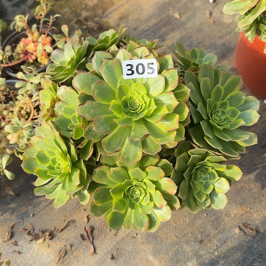 多肉植物奶白305号