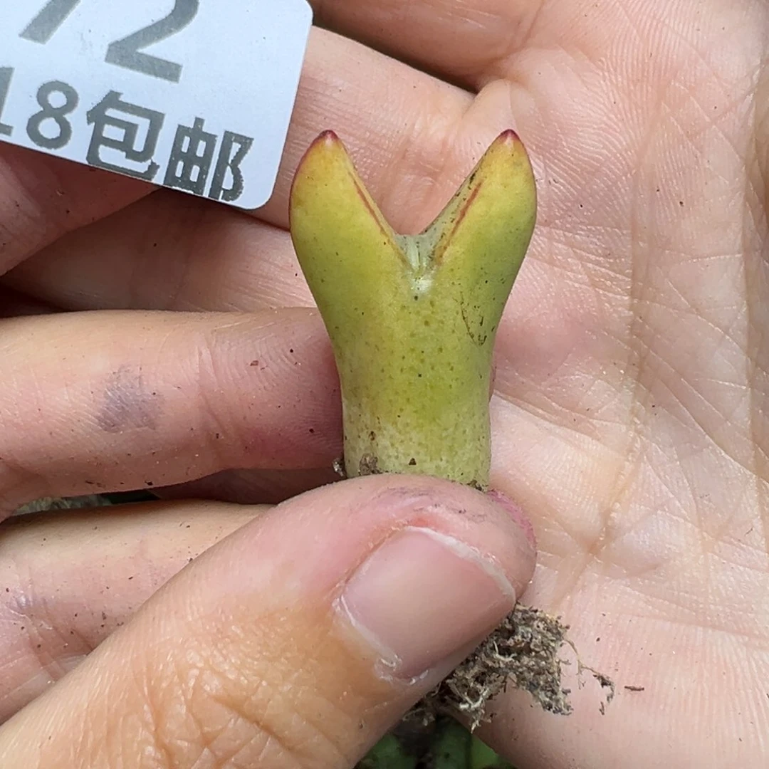 【闪购商品】972……