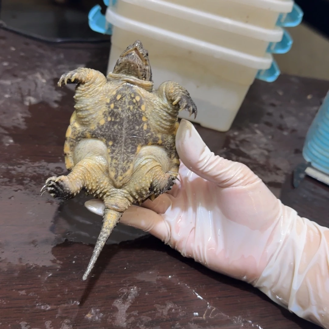 不分公母小鳄龟编号81，福利价瑕疵，退单不可再购买