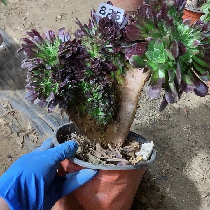 825欧若拉缀化老板子