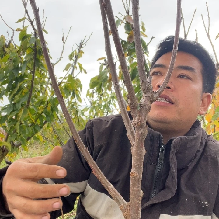 当前无花栽培后可以开花61