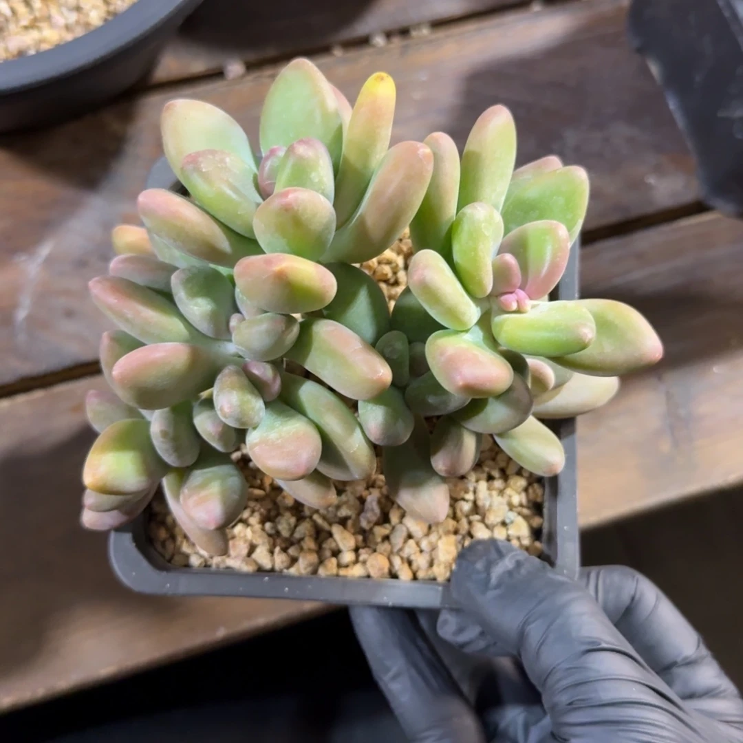 芒果奶酪1111111111111111