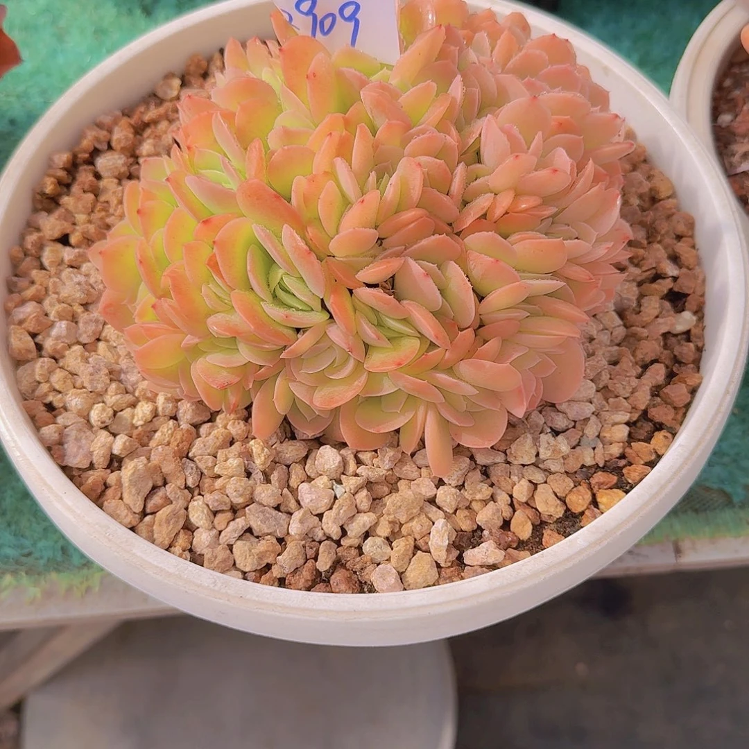 2909星那塔缀多肉植物