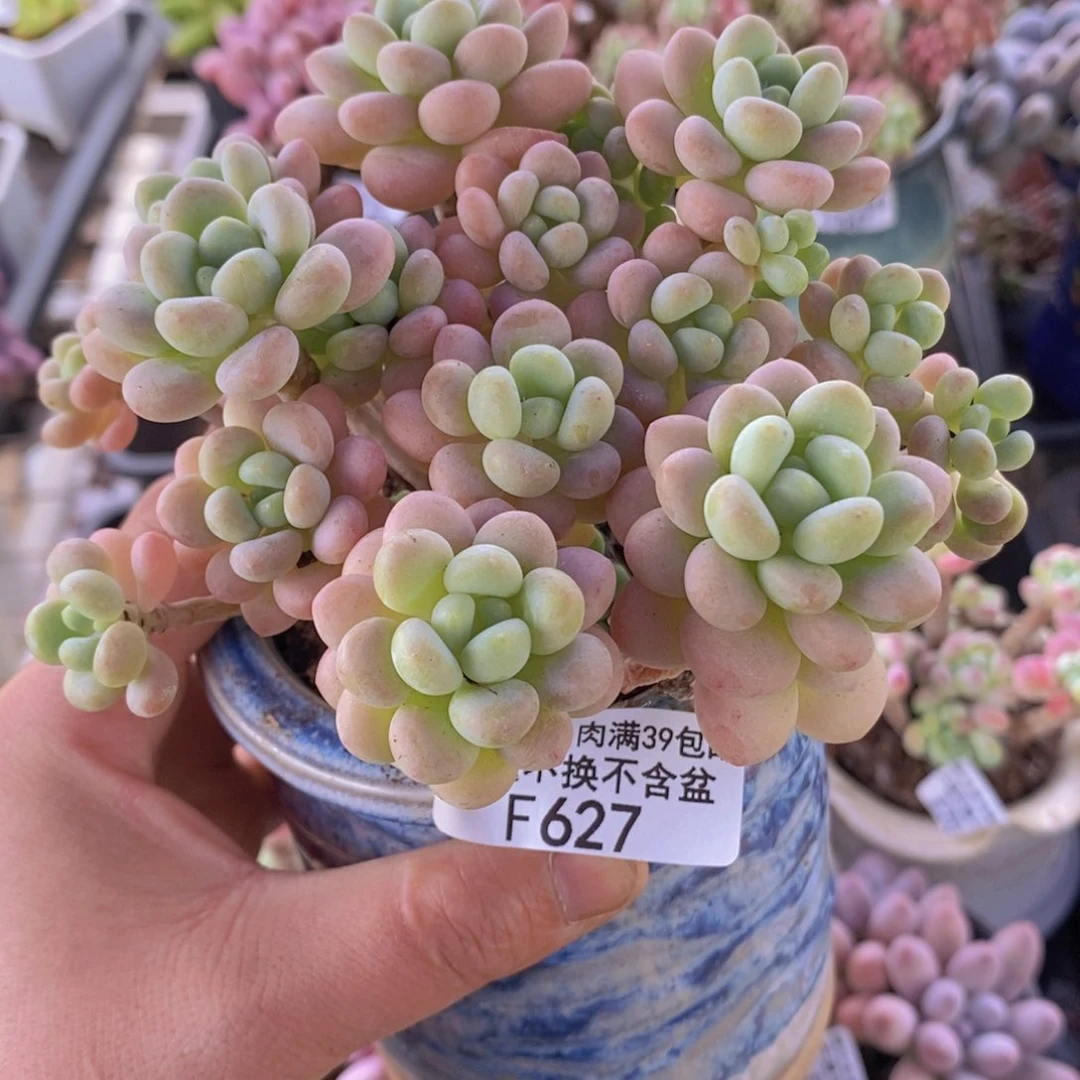洛可可10cm627多肉植物