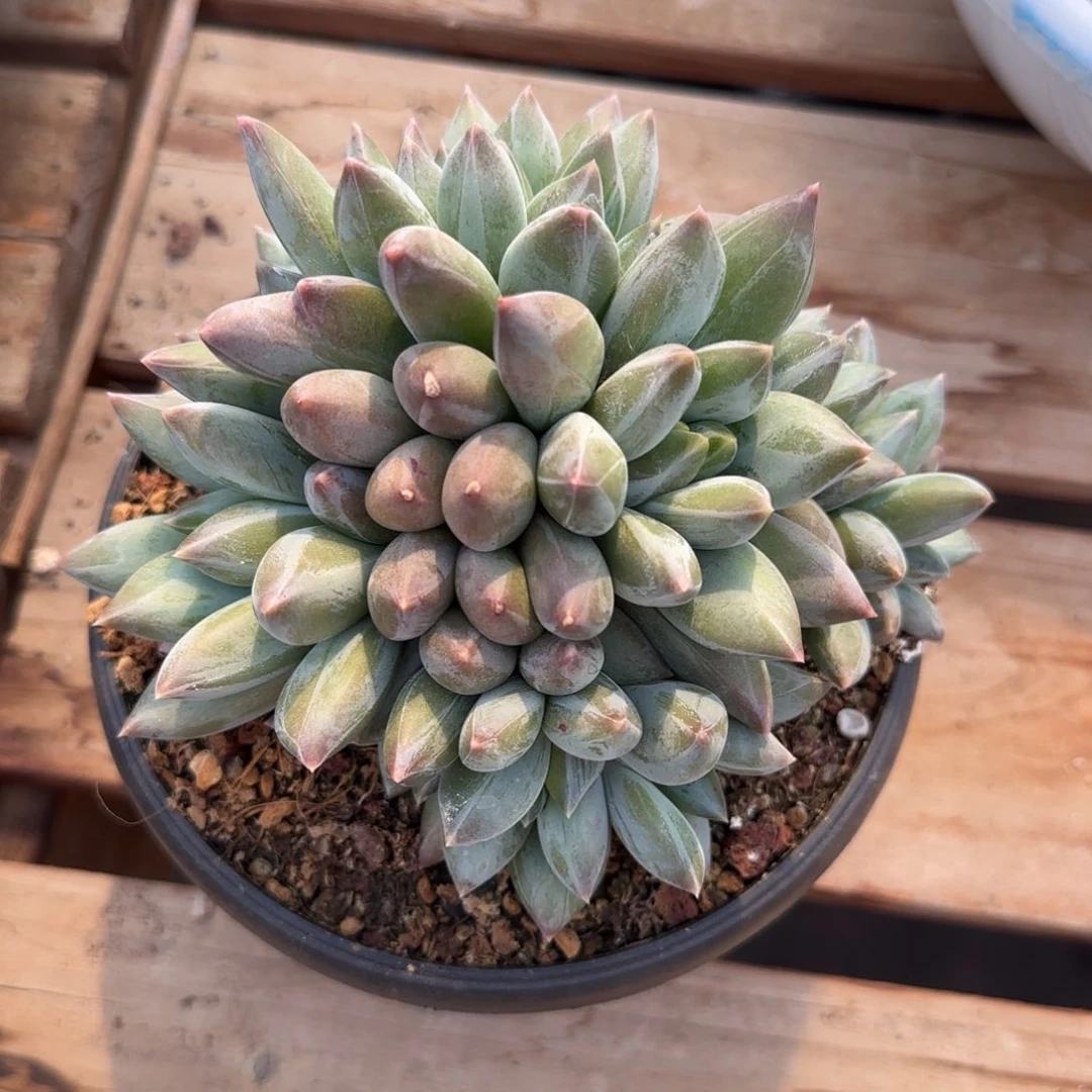 多肉植物一物一拍