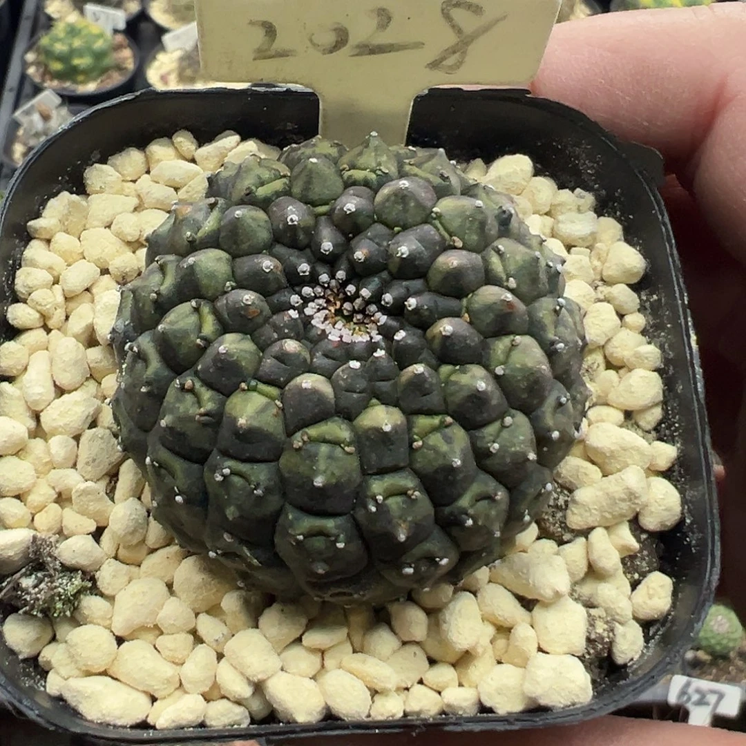 2028裸鄂大戟自根