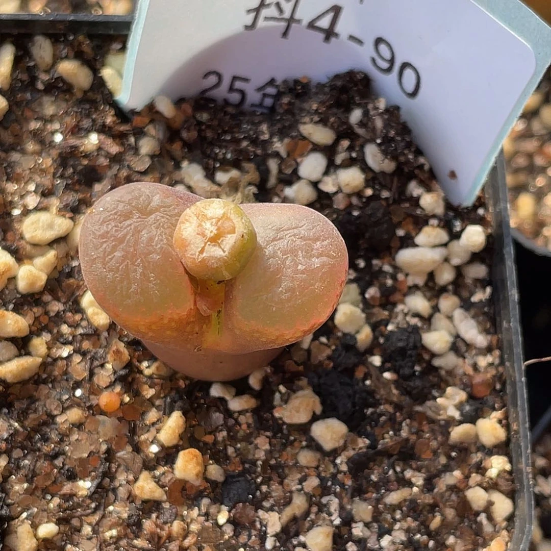 这***比4-90肉锥多肉植物