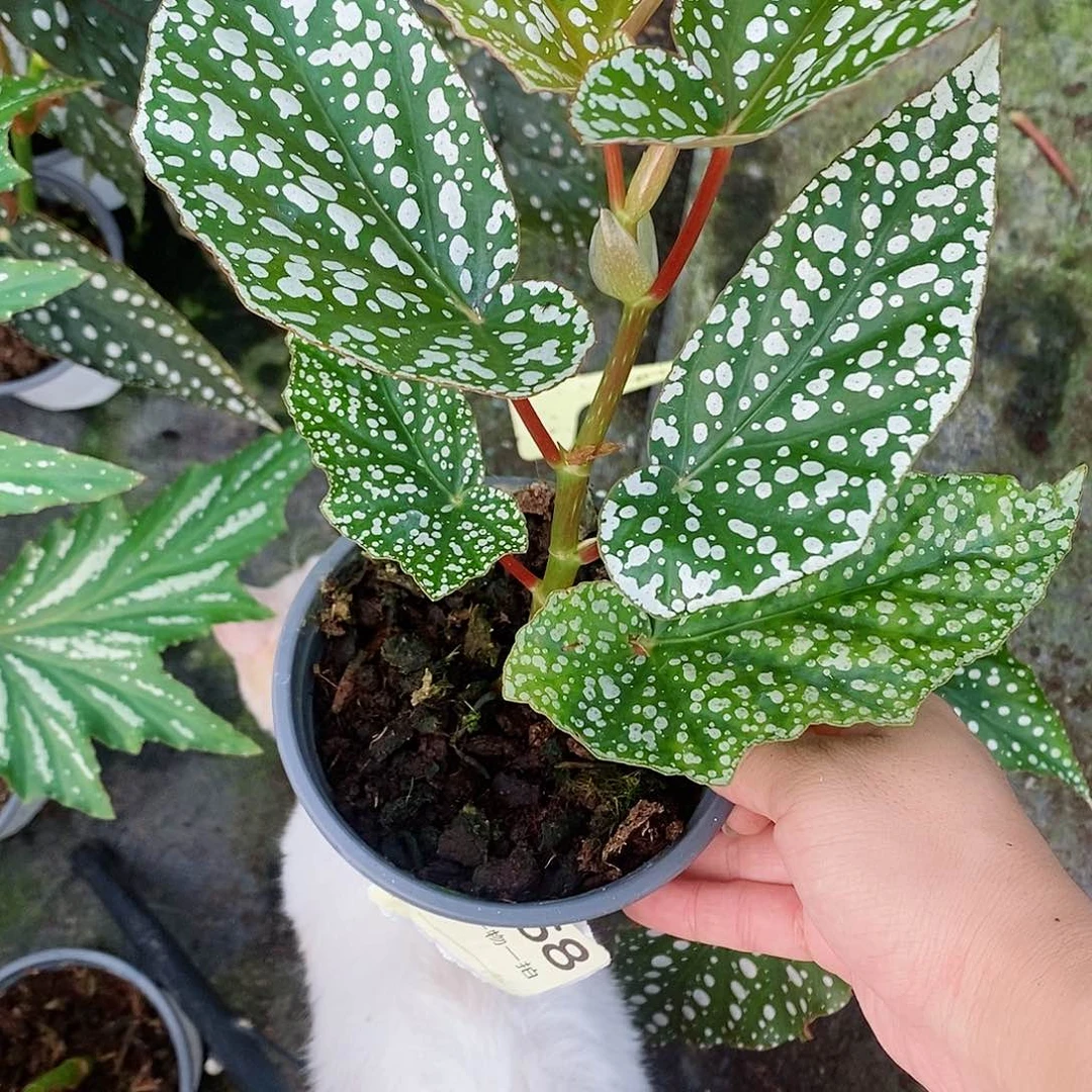 不开花植物陈****8秋海棠168