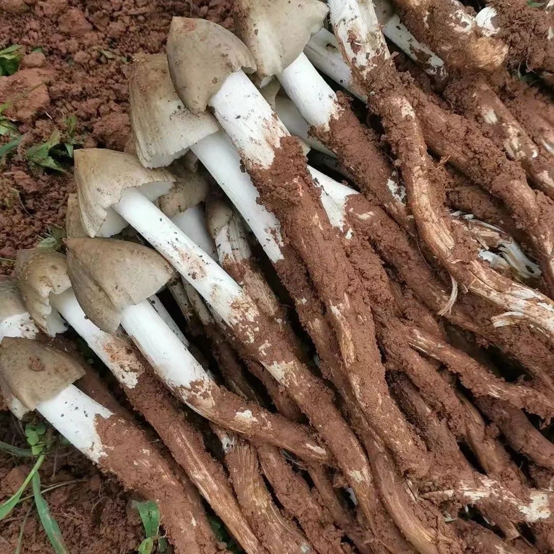 云南野鸡枞油，鲜榨现发