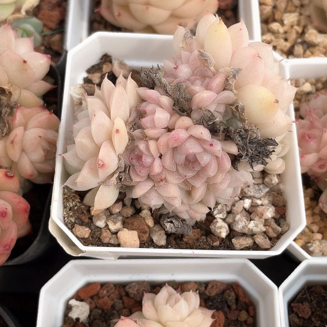 W****尼优选麦秆福利1072