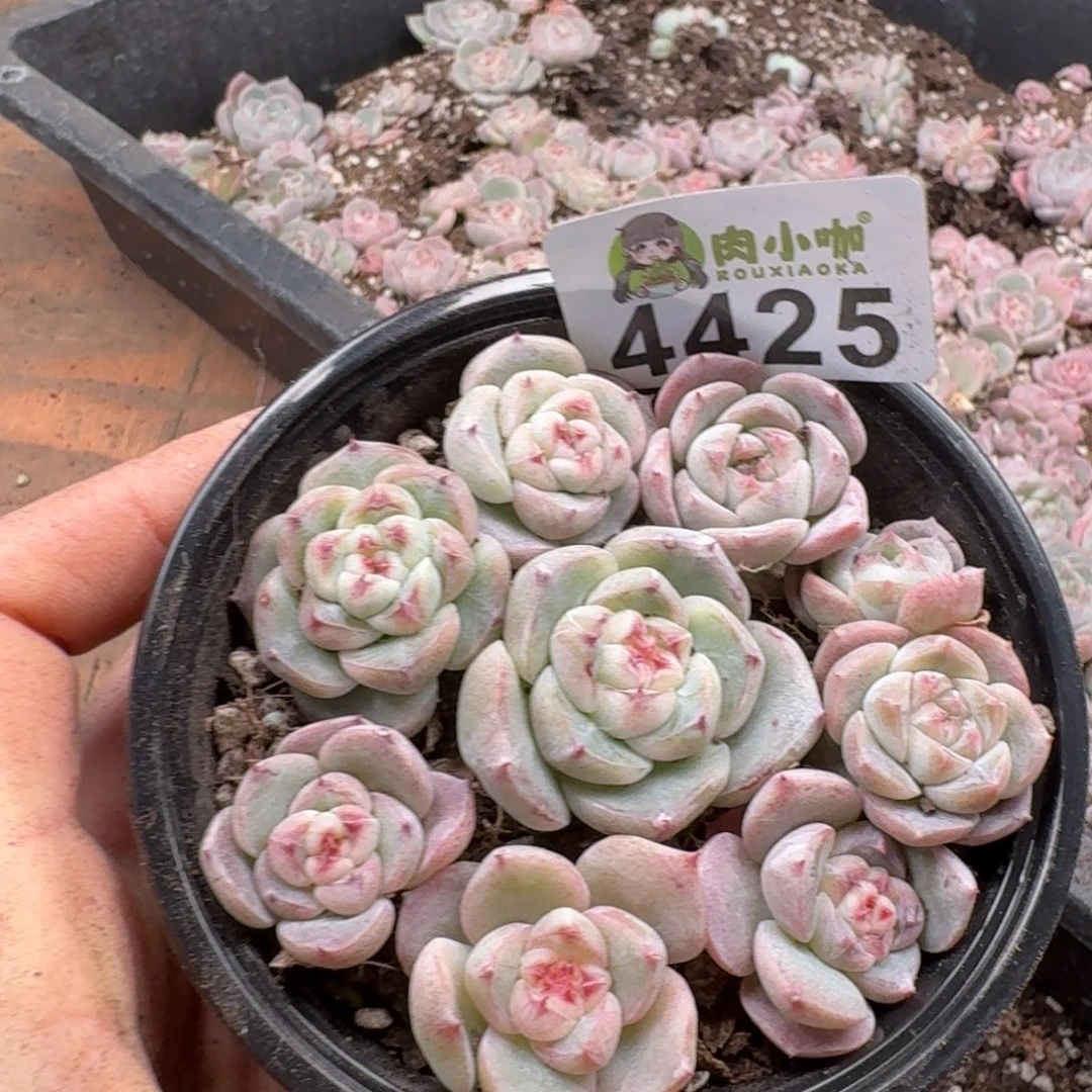 多肉植物多肉植物