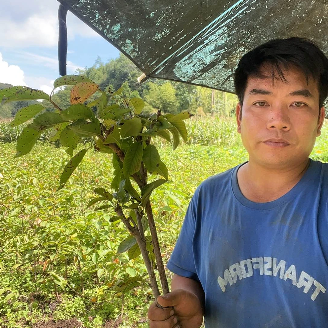 当前无花栽培后可以开花327