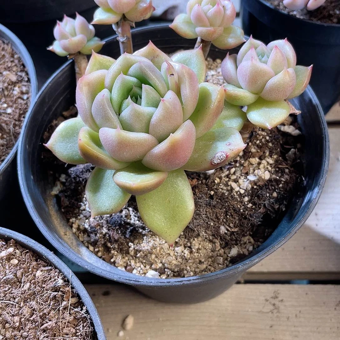 乒*球0882  冰城 六月六