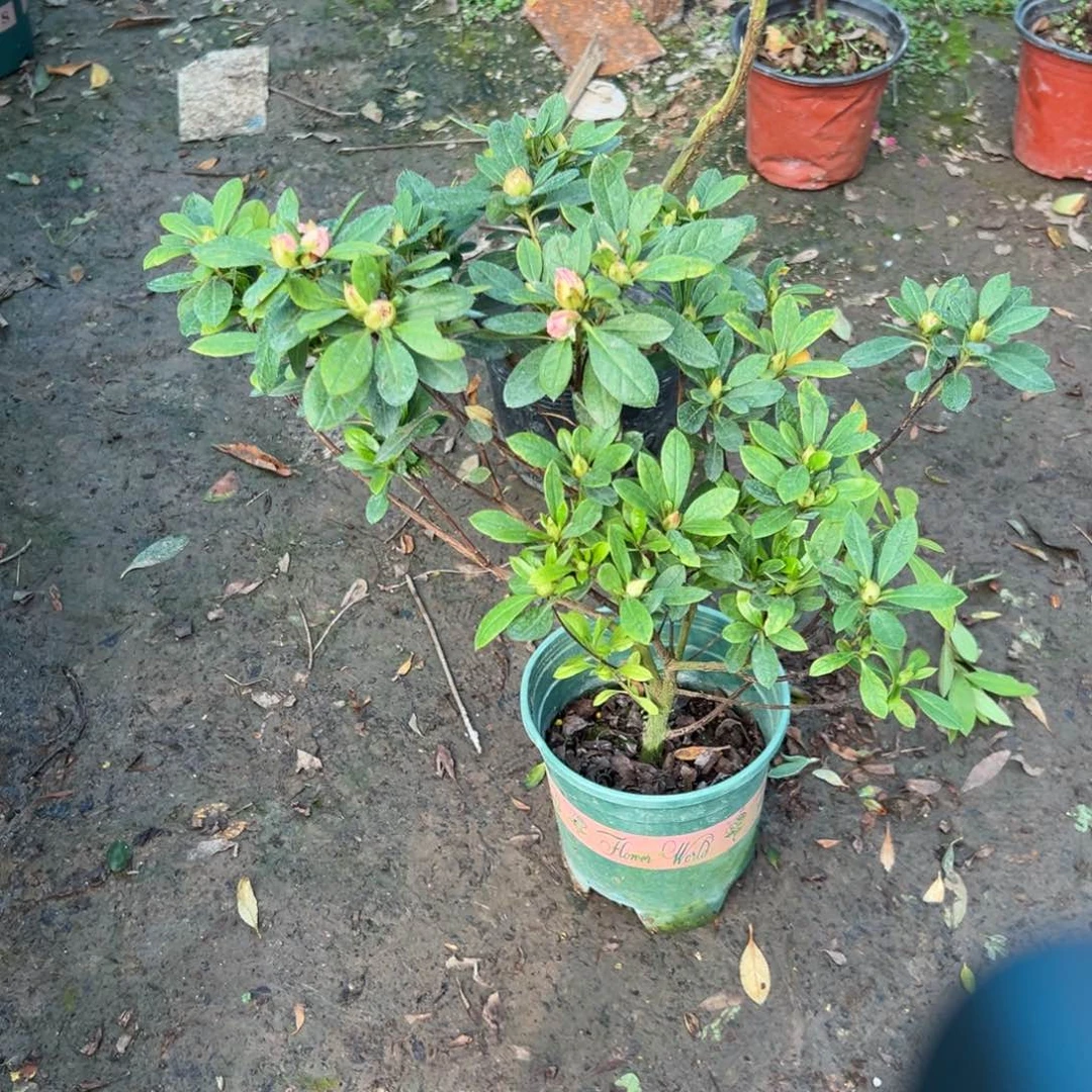 健***福完全开放桃梅锦杜鹃