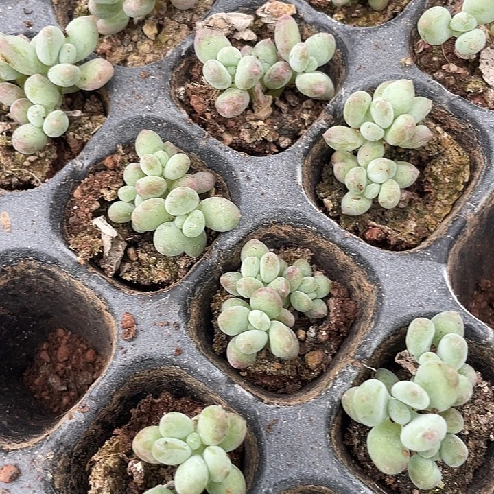 苹果奶发2颗群随机发满18