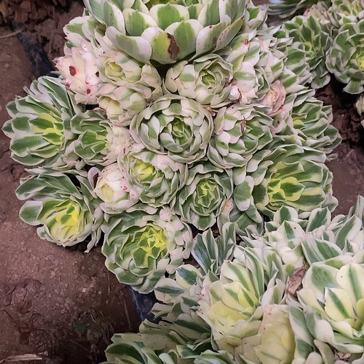 *****多肉植物保护研究所