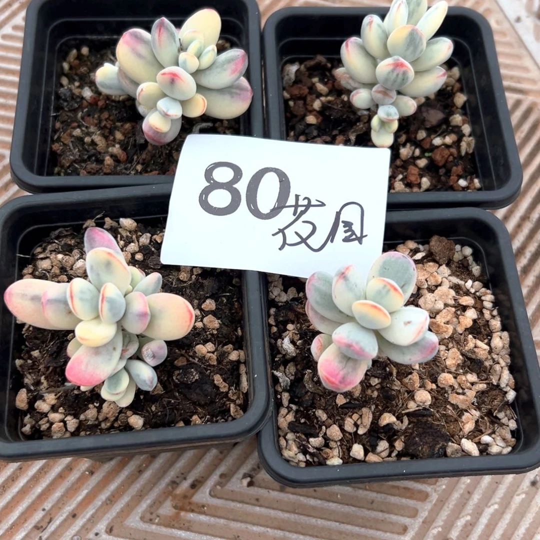 彼**园80还是很喜欢吃