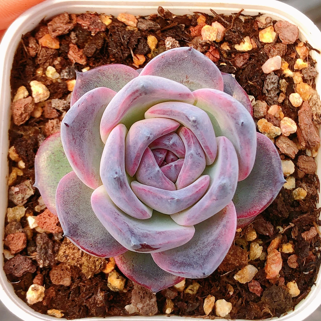 多肉植物   方盆黑橙单头一颗（尺寸3-4左右）满28包邮除偏远