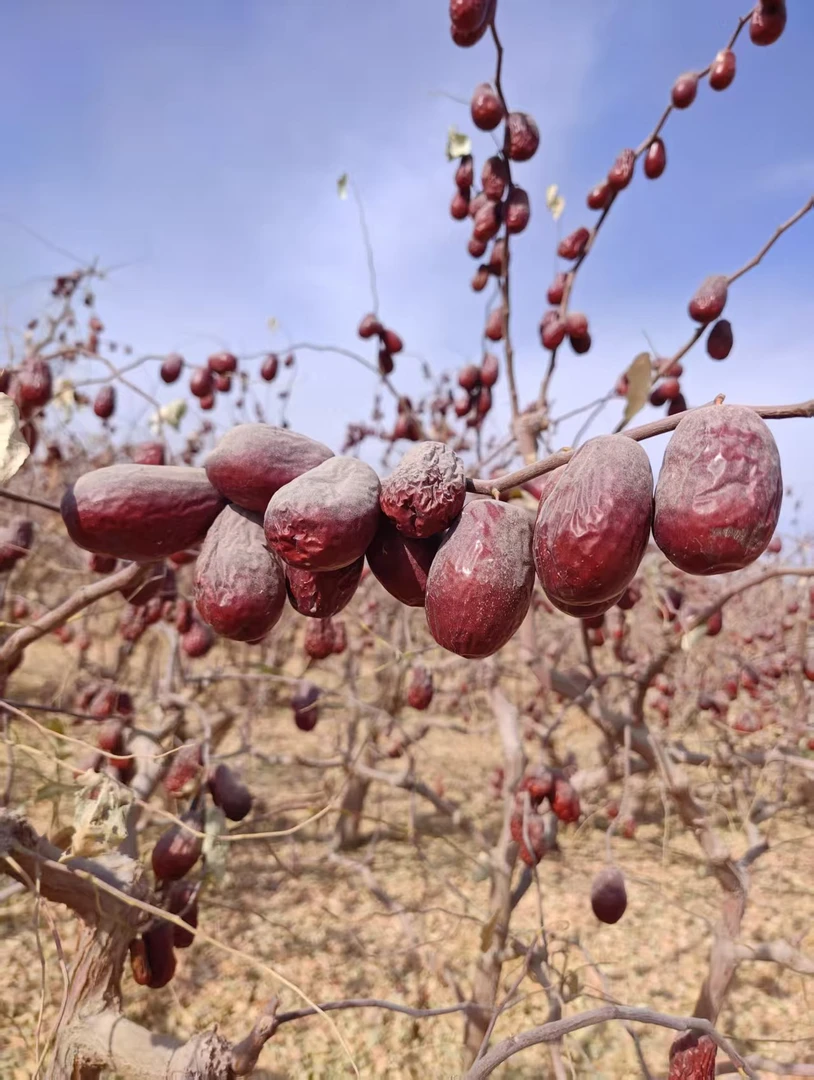 新疆特产和田大枣原生态原色树上吊干品质优良