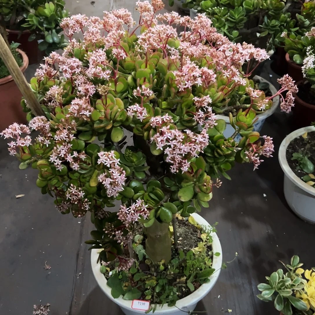 大***琳稀有红叶玉树带盆物流9730