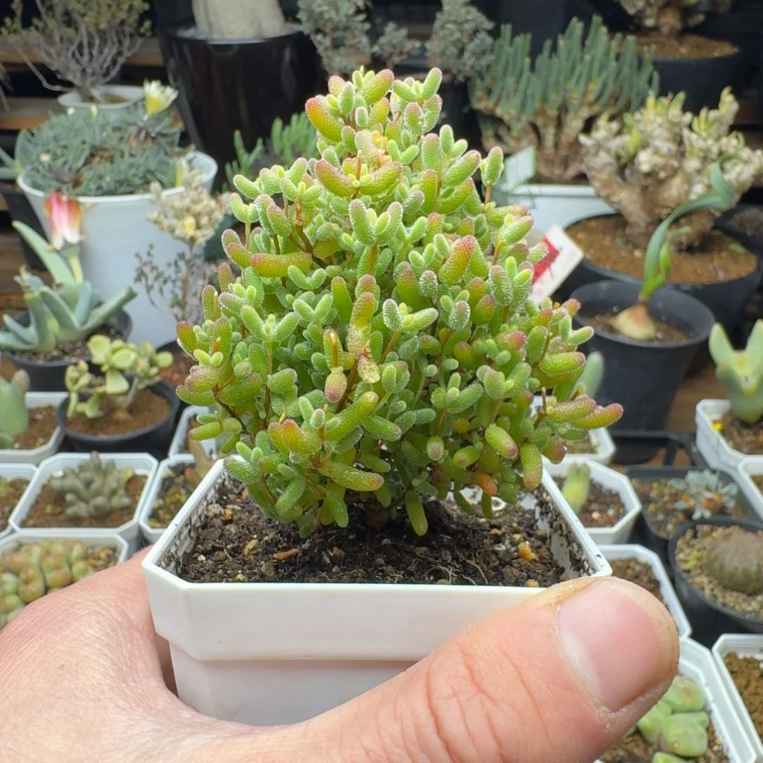 蜜橘糖球多肉。