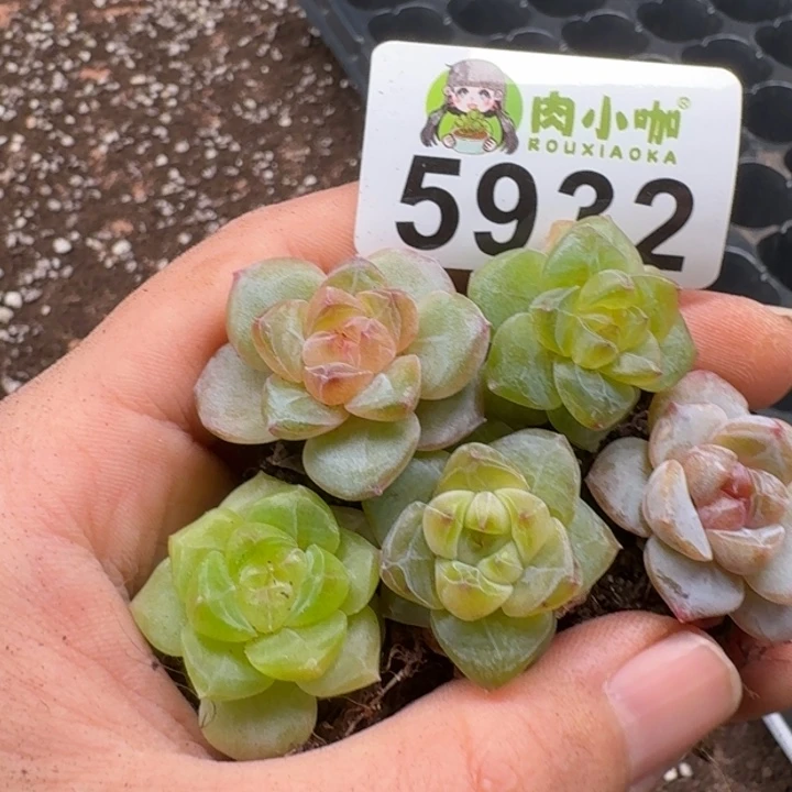 多肉植物多肉植物