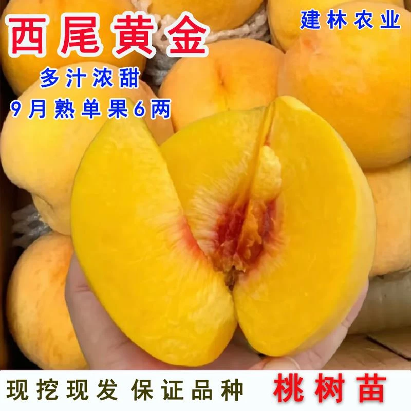 日本西尾黄金桃树苗嫁接特大晚熟黄桃苗盆栽南方北方地栽当年结果