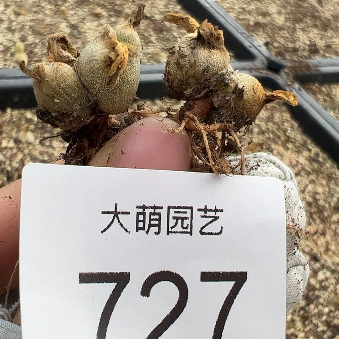量拍以下1颗双头亲指姬727