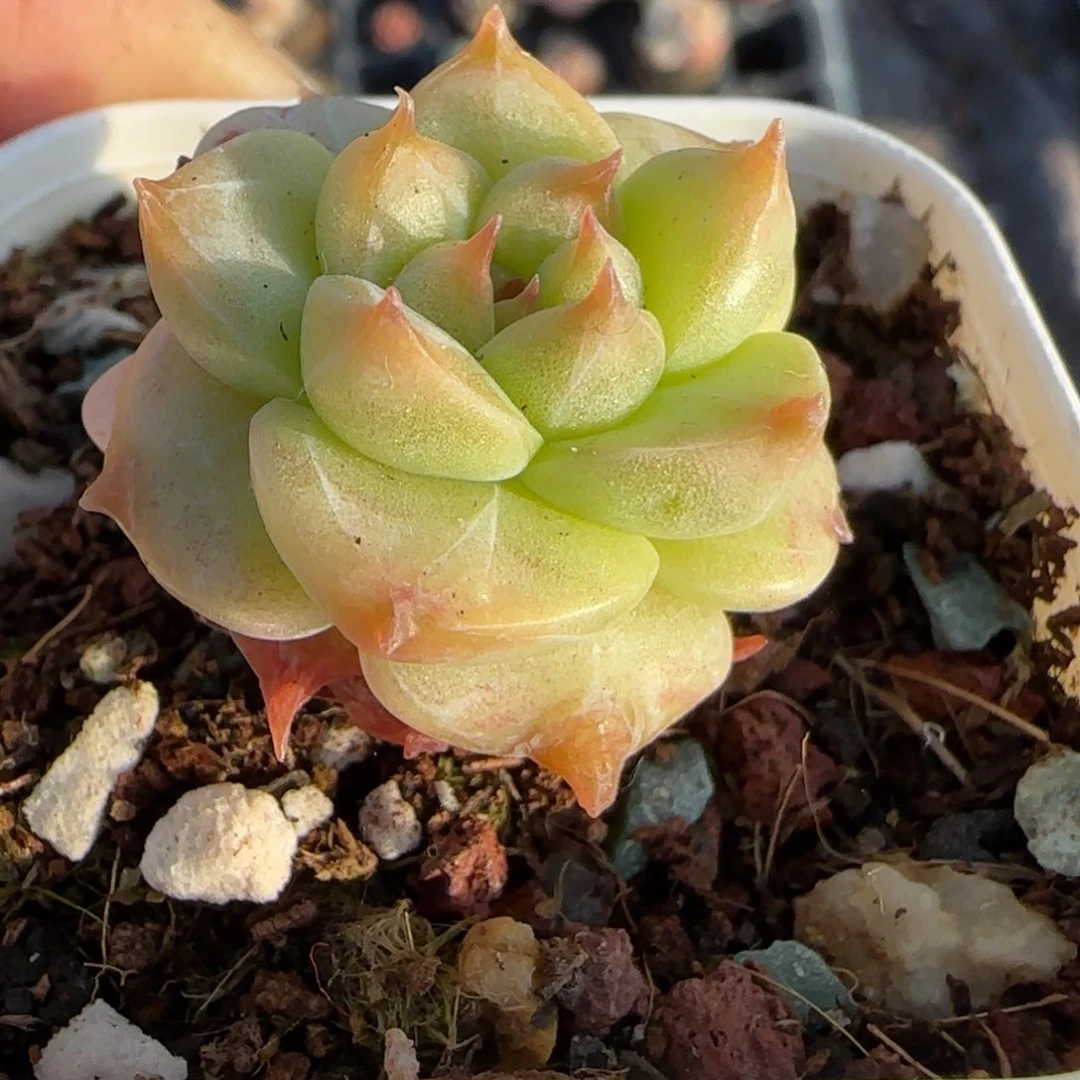 多肉小卡拉米糖心一物一拍