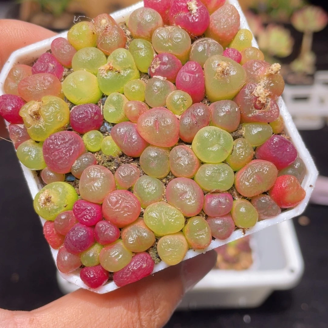 毛汉尼多肉9.9包邮发货