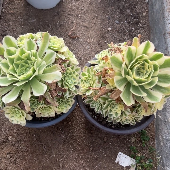 绿豆沙迈巴赫多肉植物量