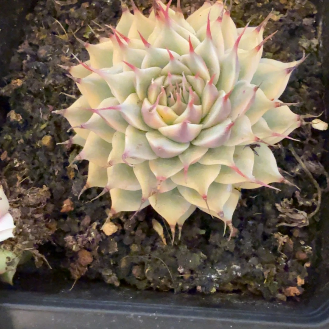 银星 安吉园艺锦锦