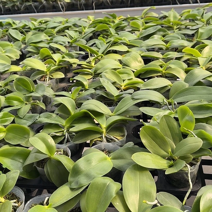 大部分开放少量花苞Bt1202一棵