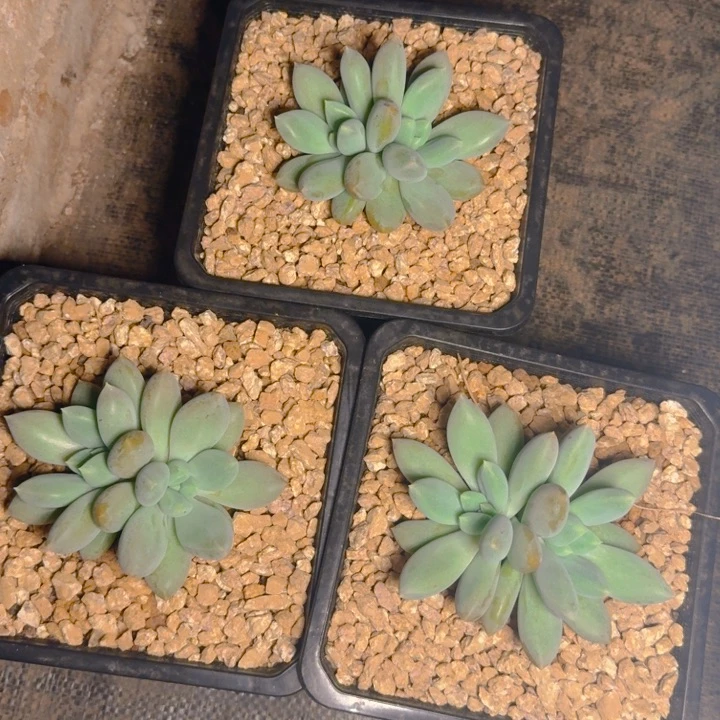 海豚题福利双1111111111