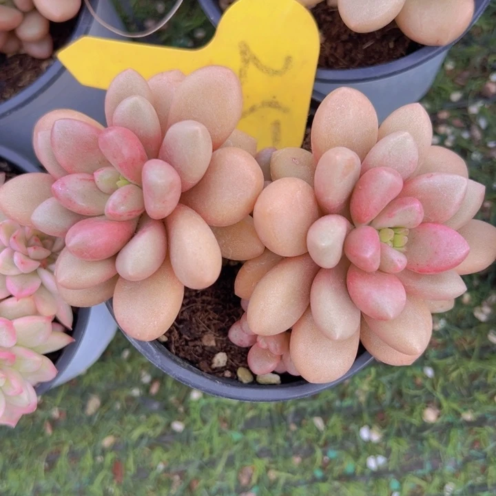 健健康康平平安安