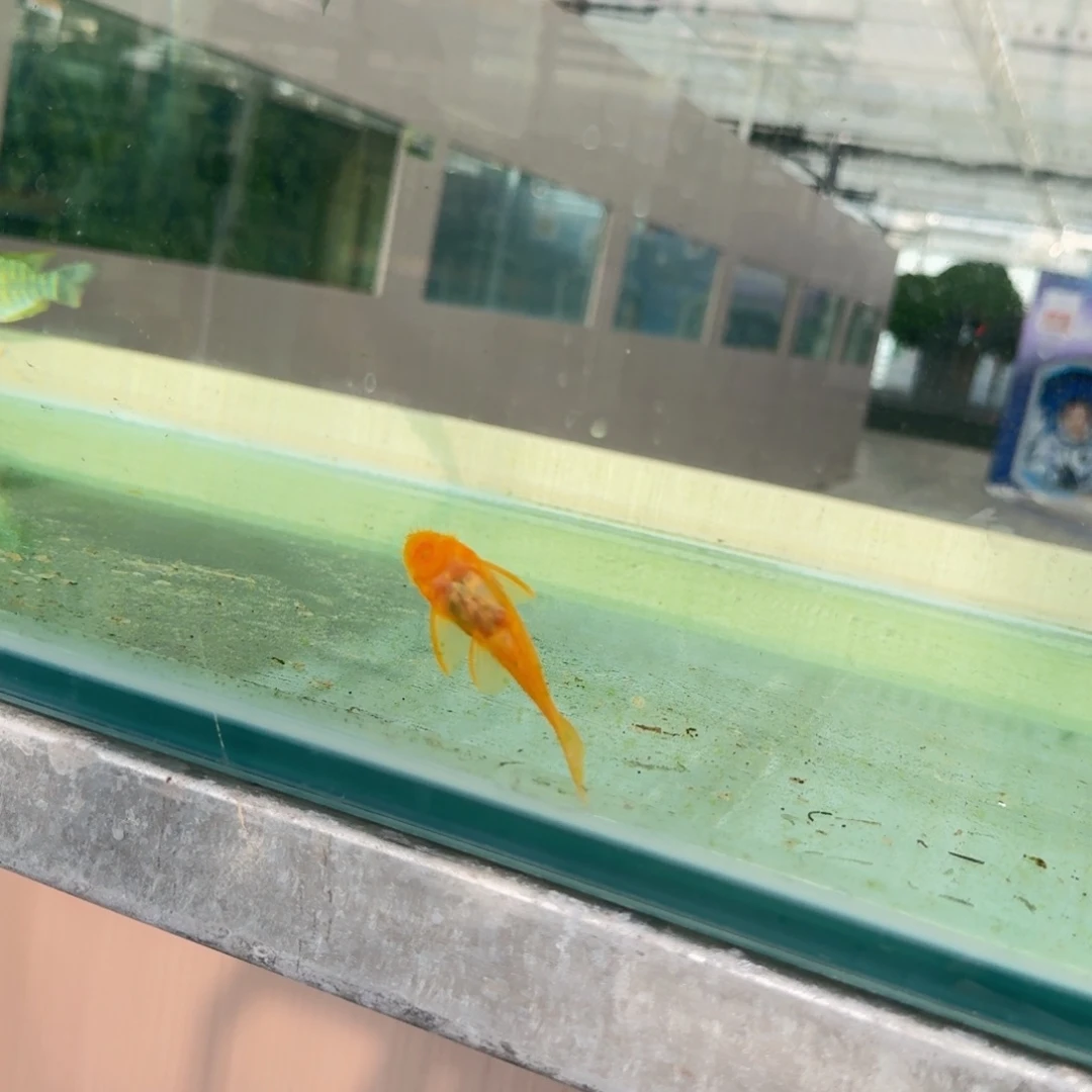 丷***光海水胡子一条八公分