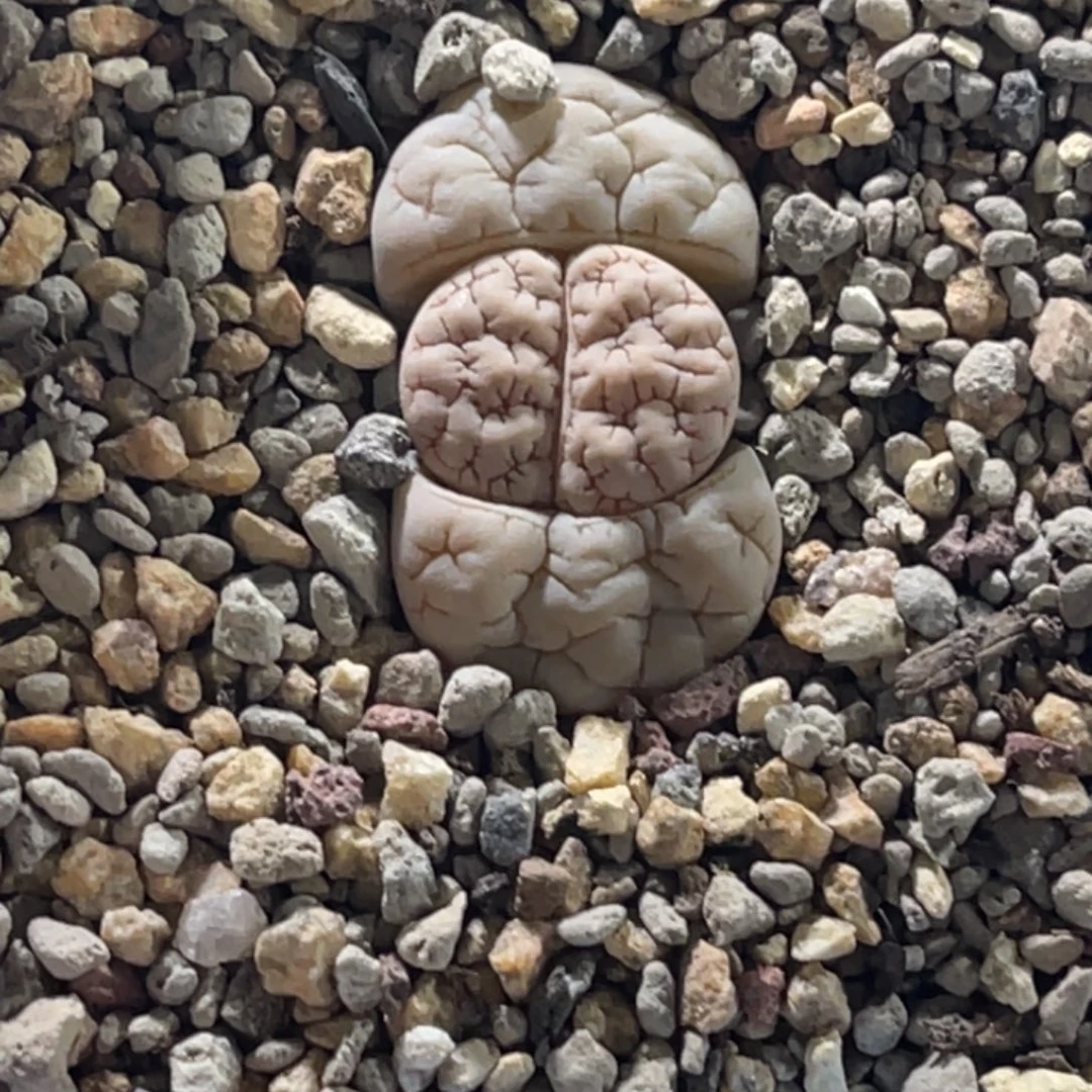 00023蛙哥189凹凸。