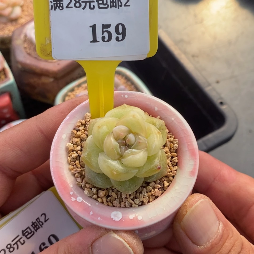 2159青提珍妮多肉植物