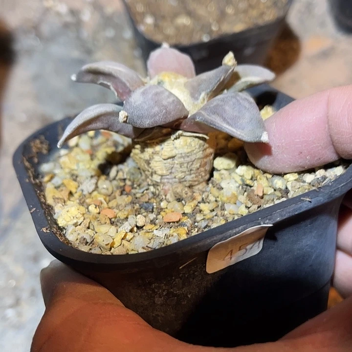 满38包邮2天凑单，脱土晾根发货多肉植物实生牡丹