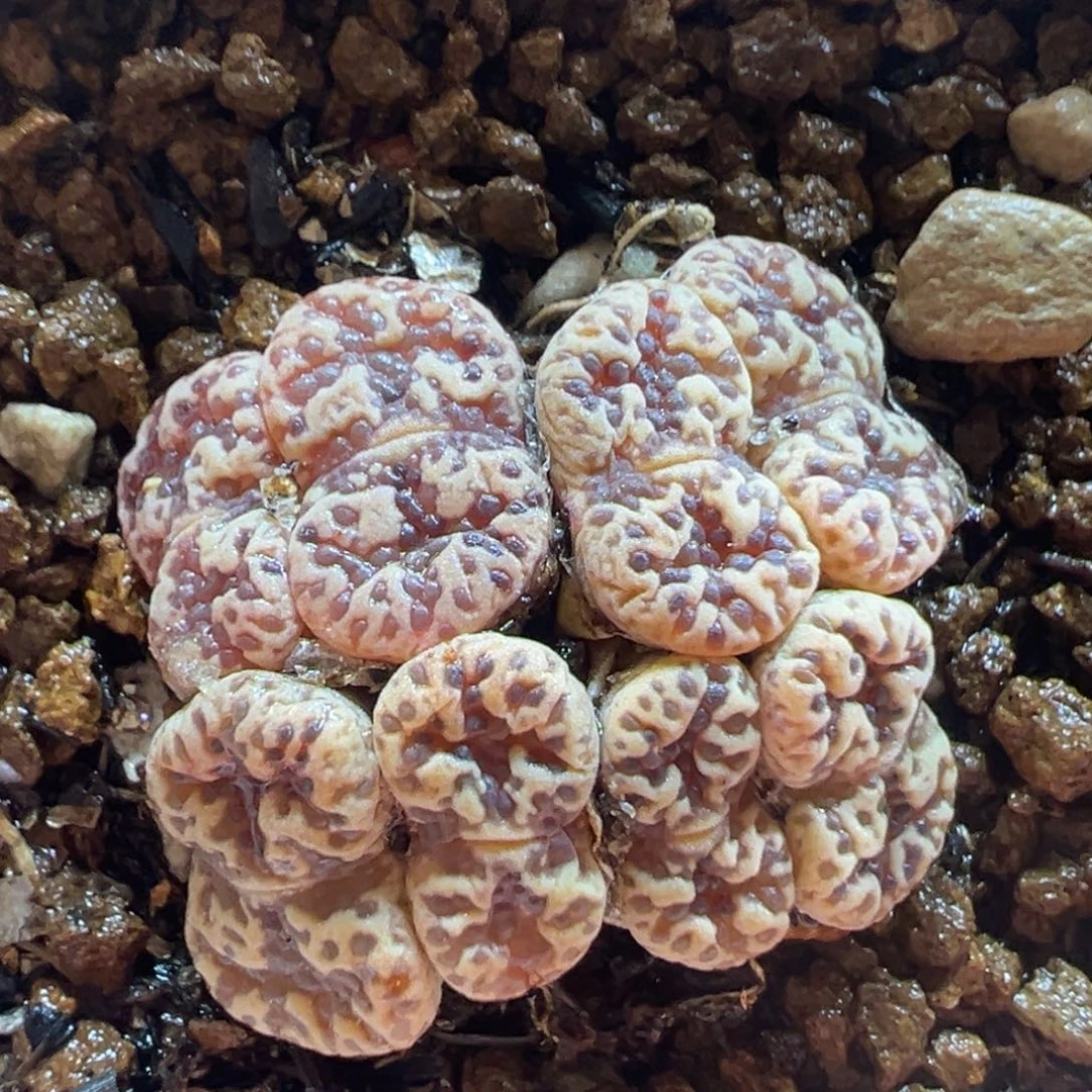 粉泡泡勋章多肉带盆多肉