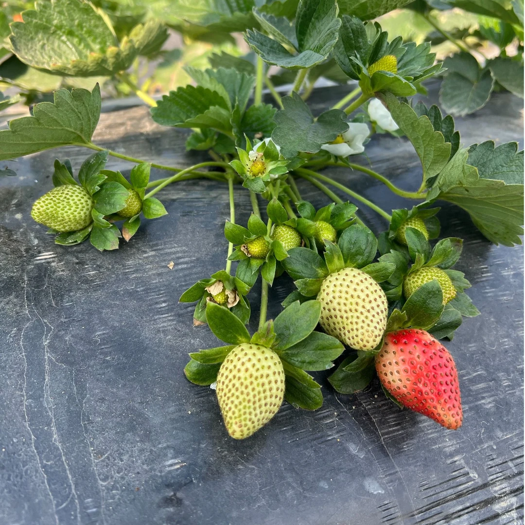 四季草莓苗盆栽原盆原土妙香七号食用种植奶油草莓好养活