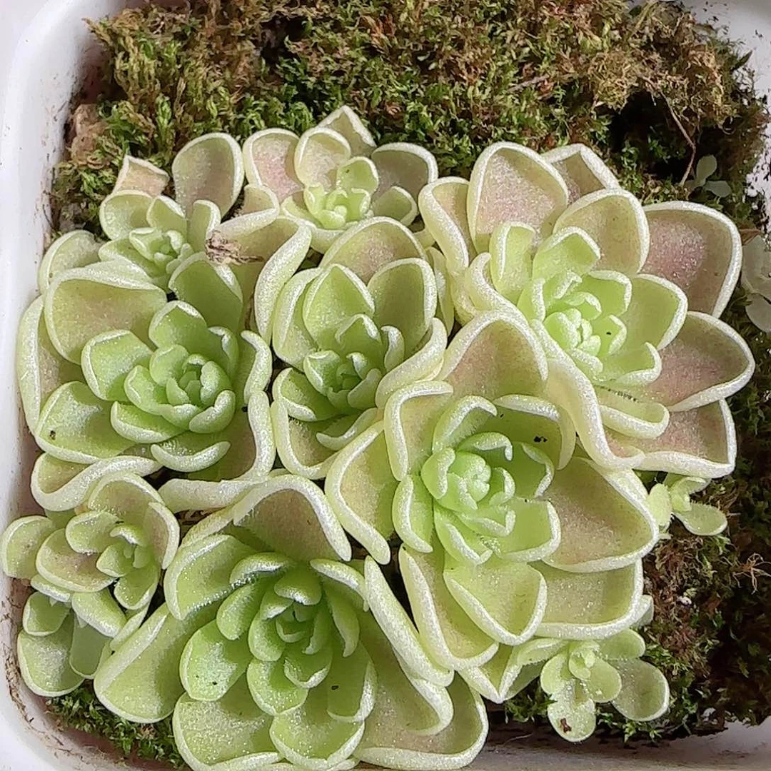 1108----734捕虫堇