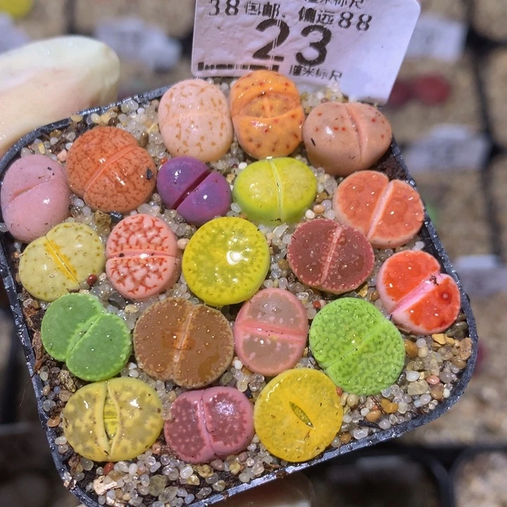 精品生石花23新手入门